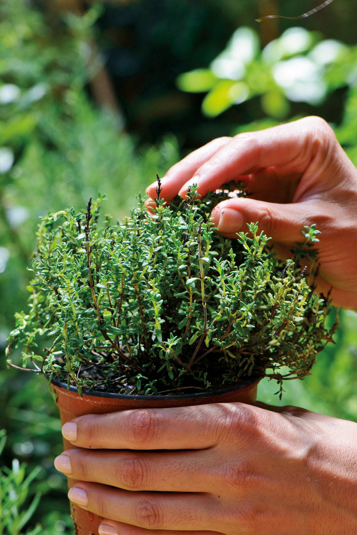 Plantas medicinales: tomillo. 