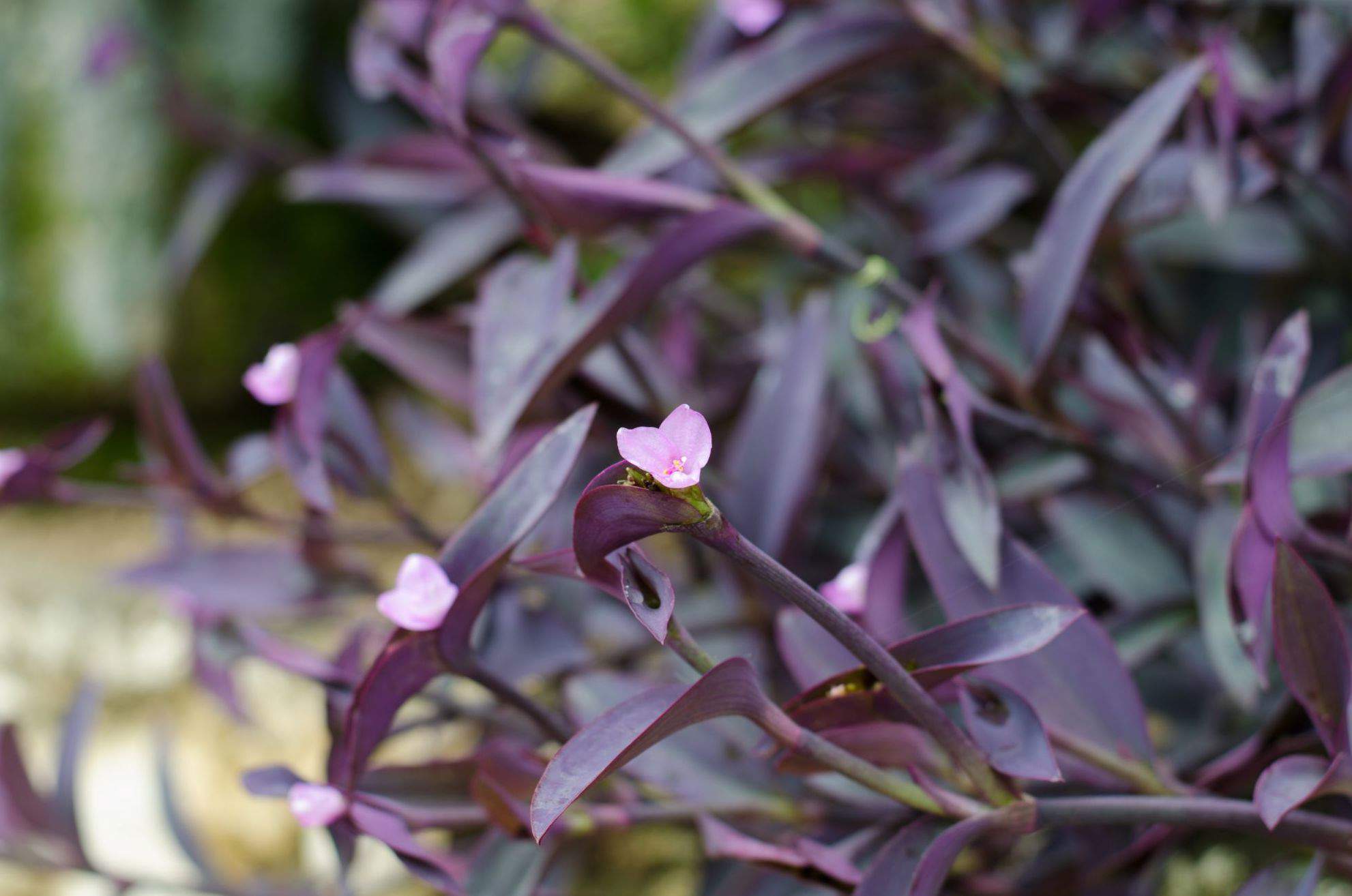 Tradescantia pallida.