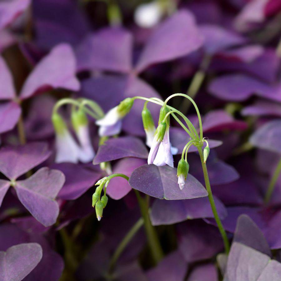 Trébol morado. 