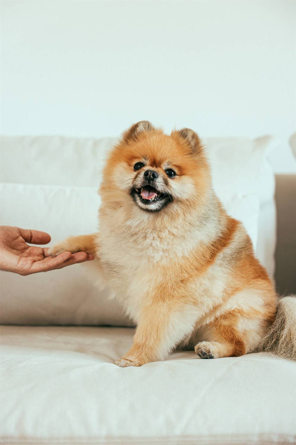 Perro pomerania