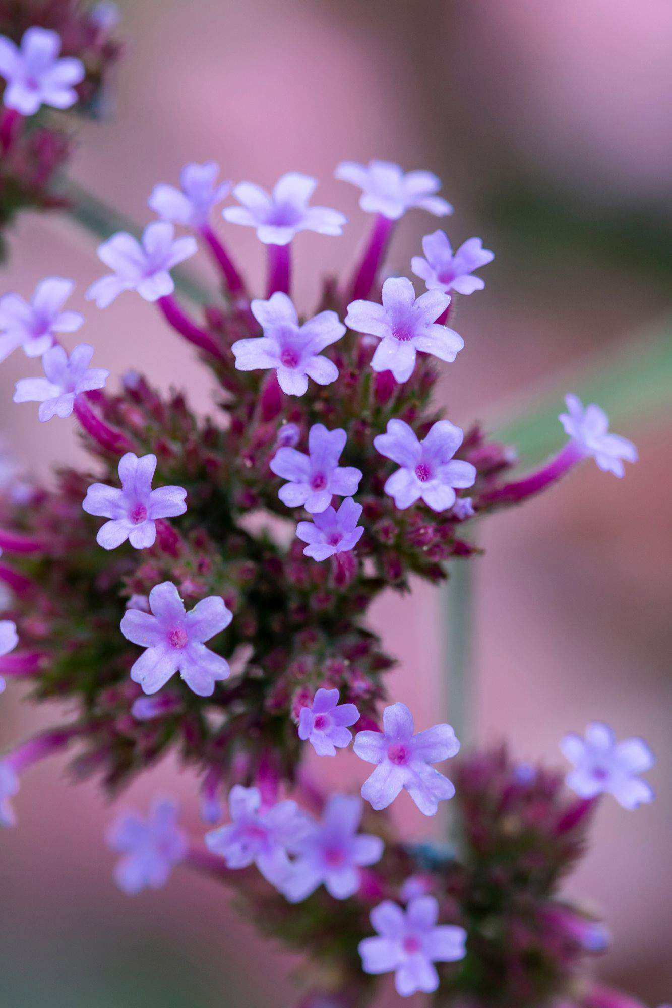 Planta medicinal verbena.