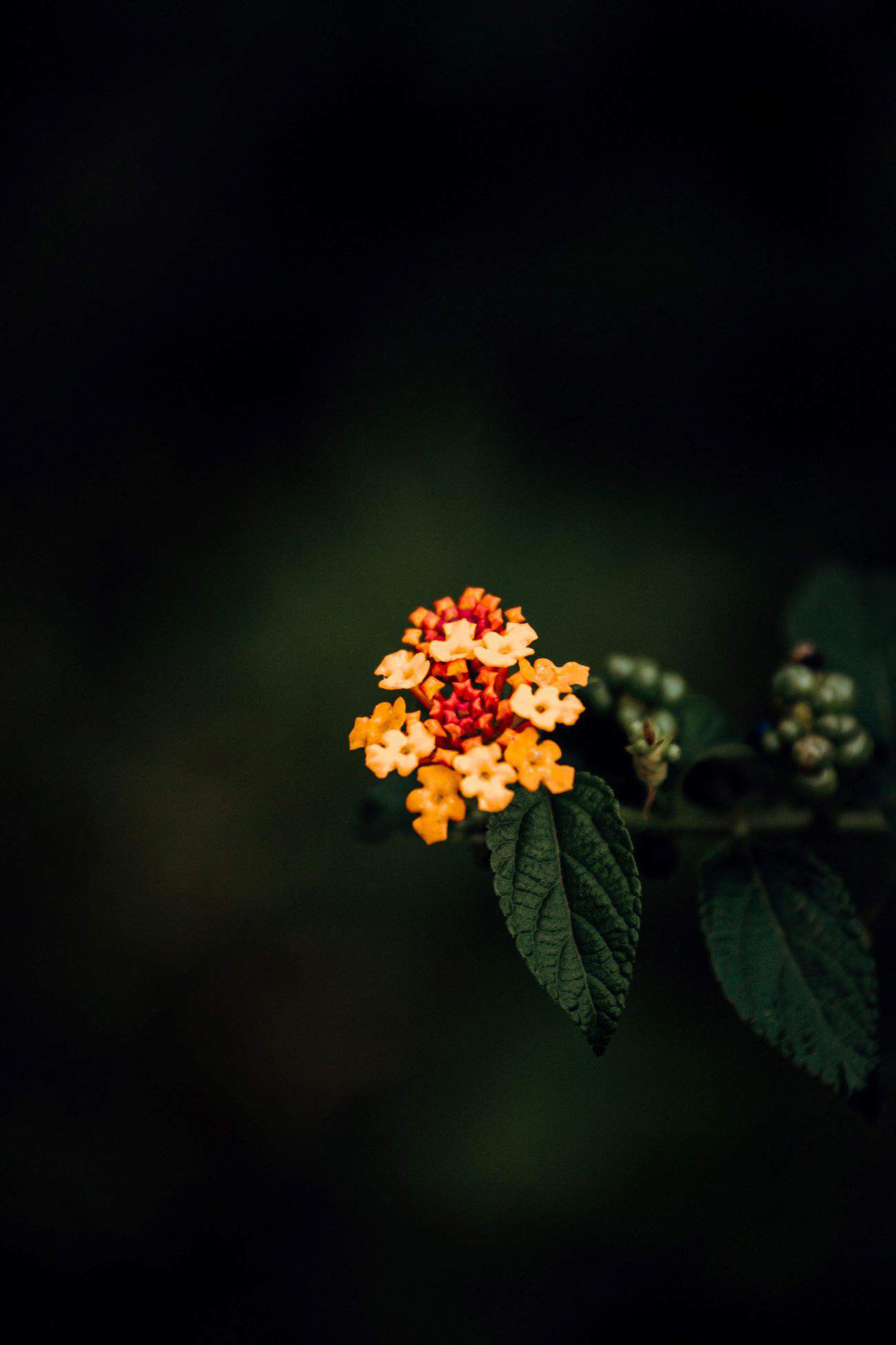 Verbena