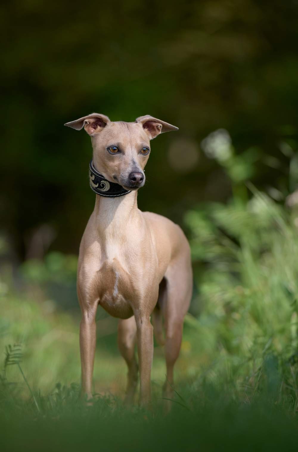 Whippet